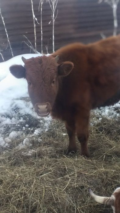 Продам теленка и телку