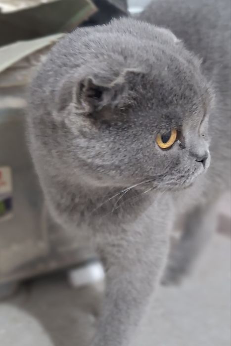 Продаётся молодая кошечка ,скотиш фолд .