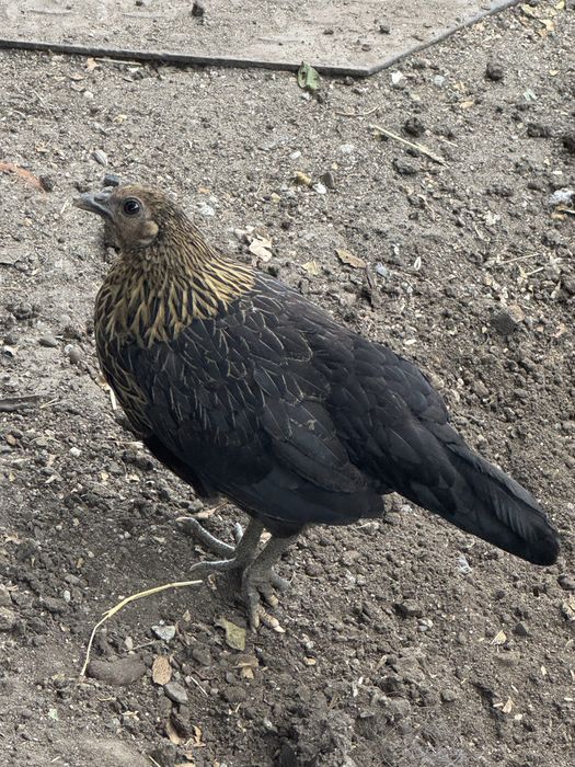 Vând puicuțe de rasă (Marans, Fayoumi, metiși), sănătoase, crescute la curte. Preț: 60 lei/bucata. Ridicare personală din Drobeta-Turnu Severin.