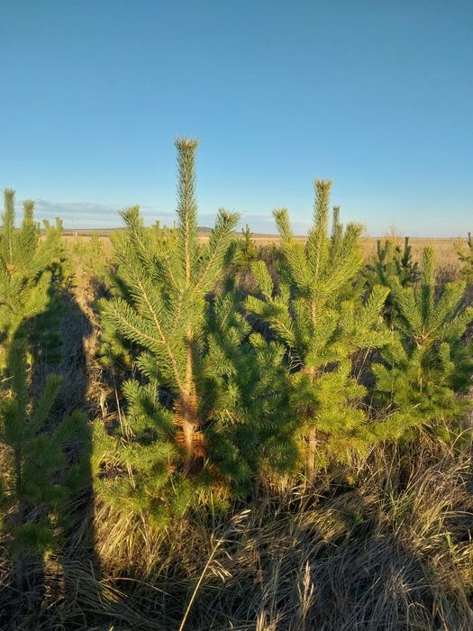 Есть в продаже Ель Сосна