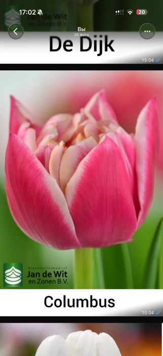 Тюльпаны оптом.