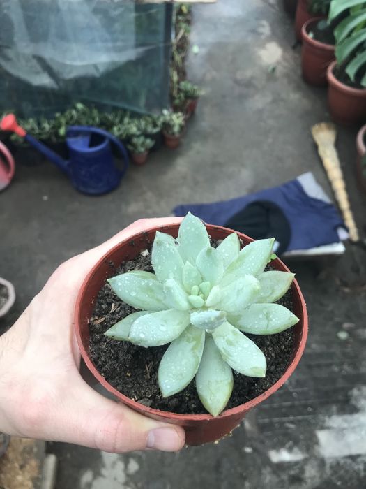 Каменные розы скулит