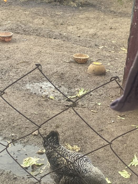 Қораз сатылады үйдікі