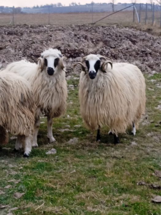 Berbeci Brez Noatini