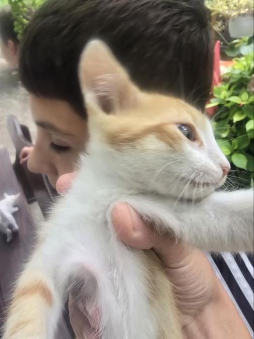 Оранжево, мъжко коте на 4 месеца, търси дом