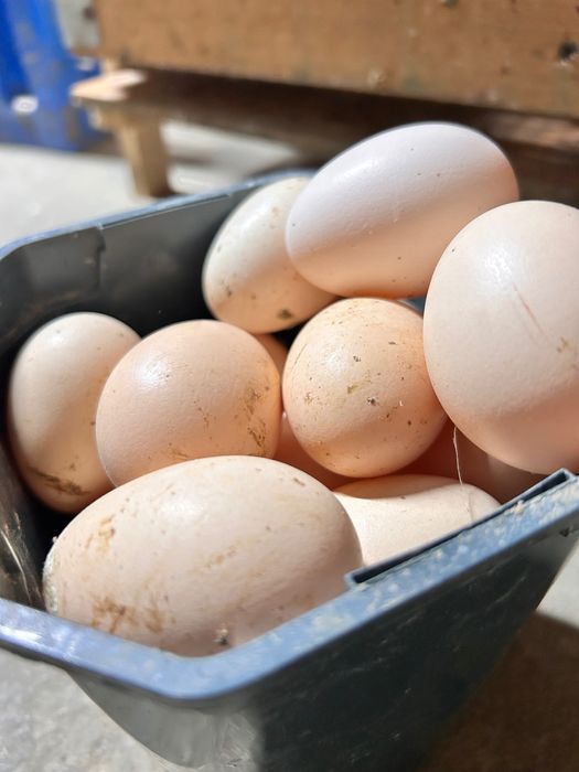 Vând ouă gǎini (Combatante indiene,Brahma Albastru și Mǎtase Japoneză)