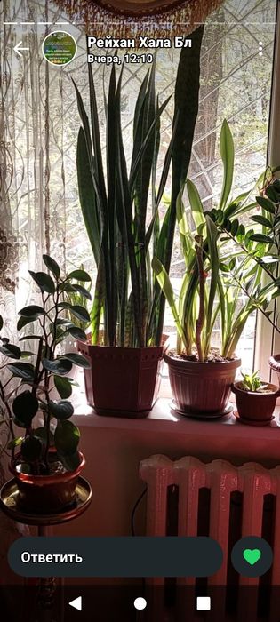 Домашние цветы растения