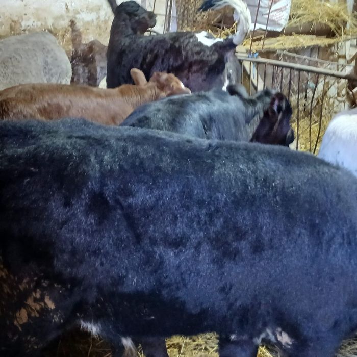 Taurasi și vitele angus și belga