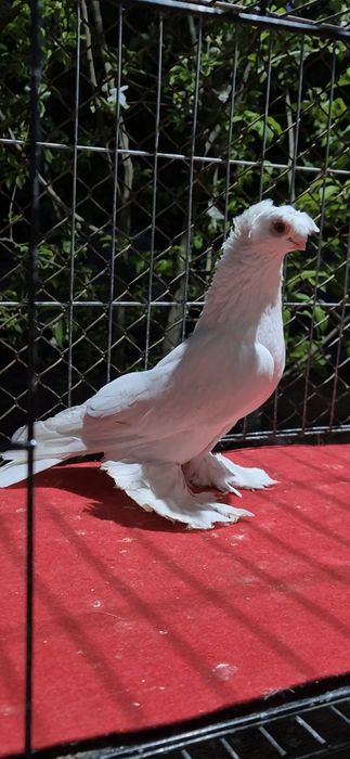 Гулбадам самеццццц