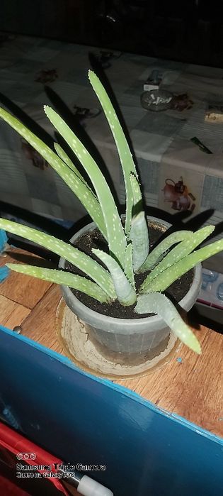 Алоэ-Вера лечебный