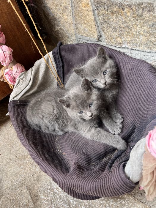 Тези сладки котенца си търсят дом