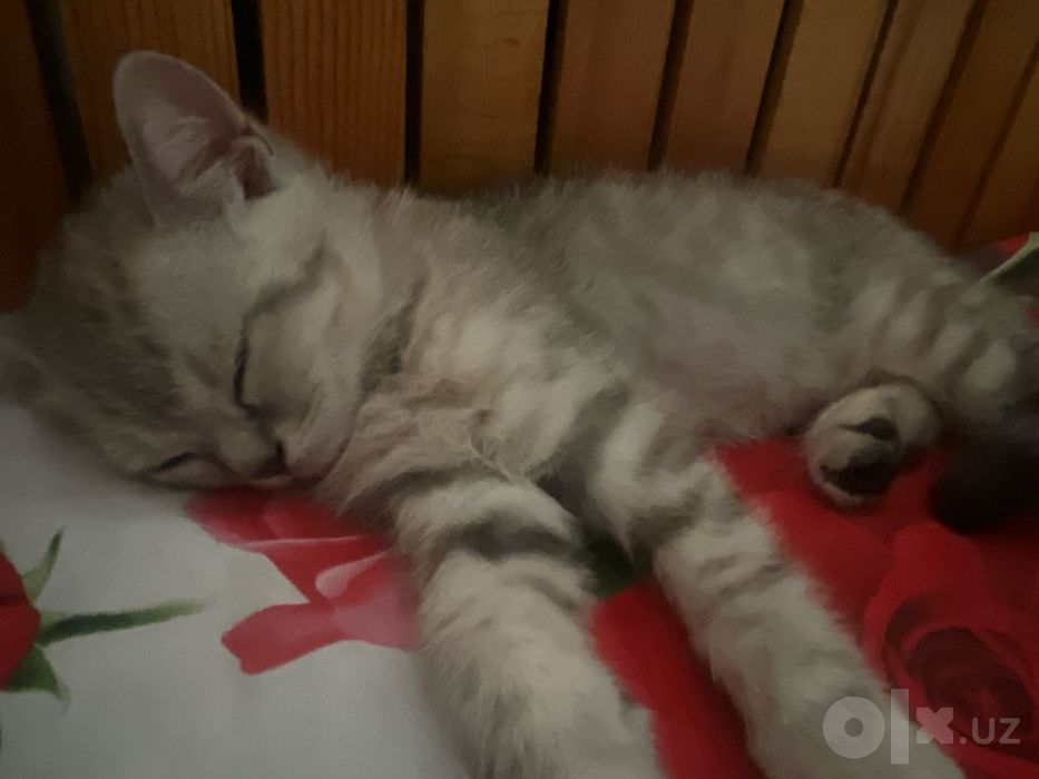 Mushuklar, кошки