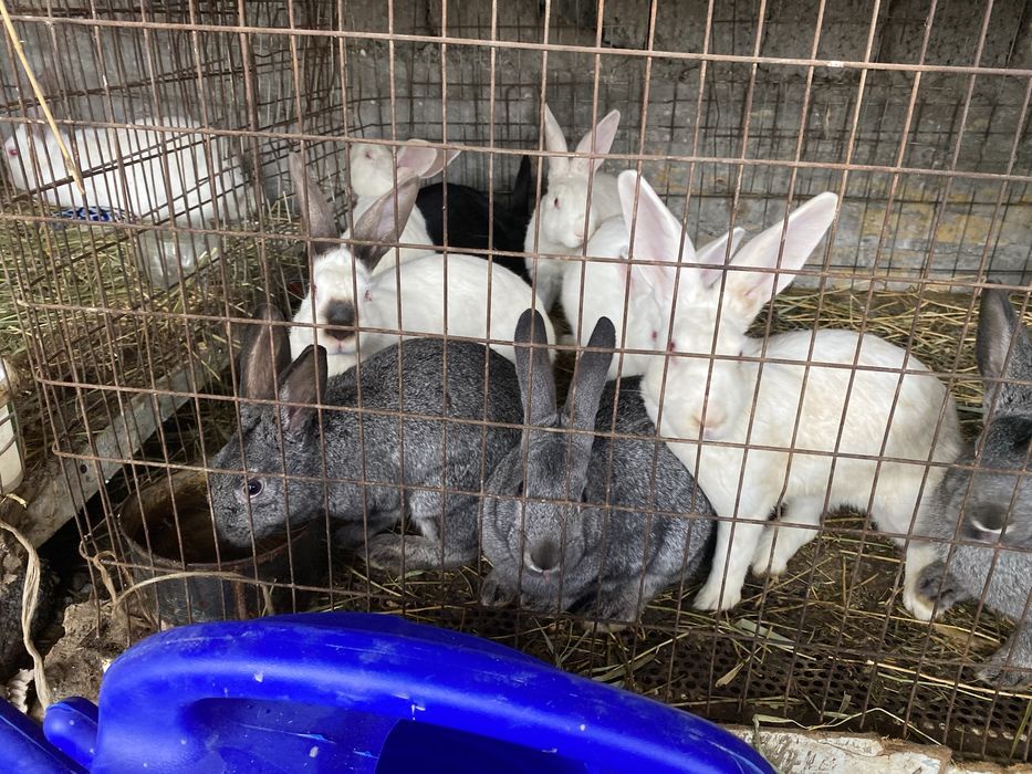 куёнлар сотилади