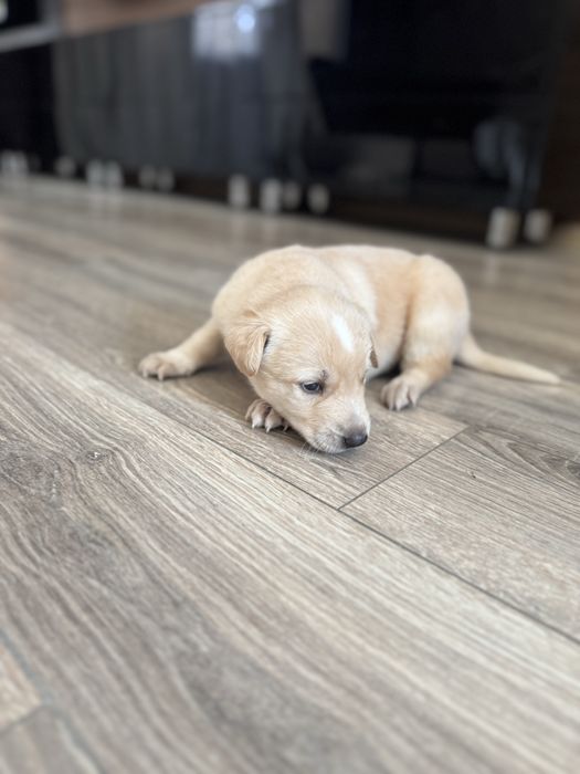 Щенки / щенок / собачки