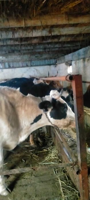 Сельхозживотное карова