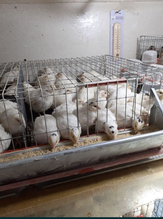 Vand oua de prepelita GIGANT POLAR