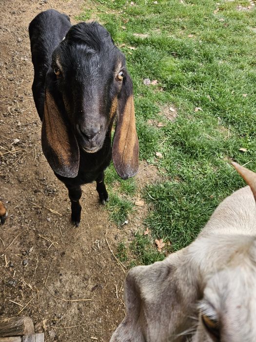 Vând țap angelo nubian