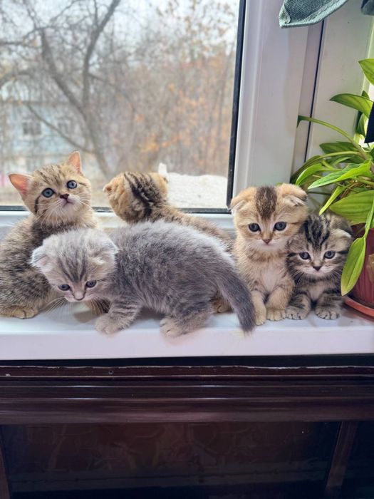 Котята золотой шиншилы