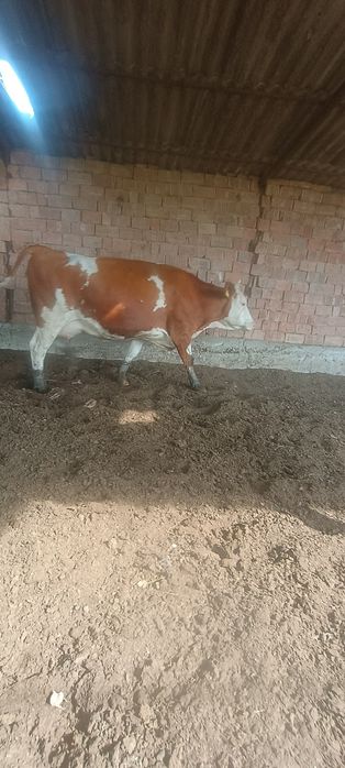 Vând vacă mobiliar