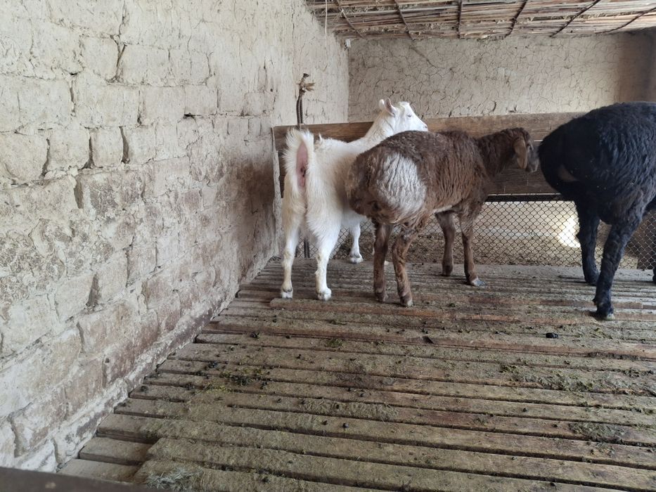 Қошқар сатылады бір жасқа толағай