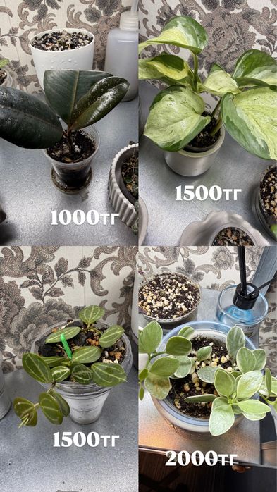 комнатные цветы продам