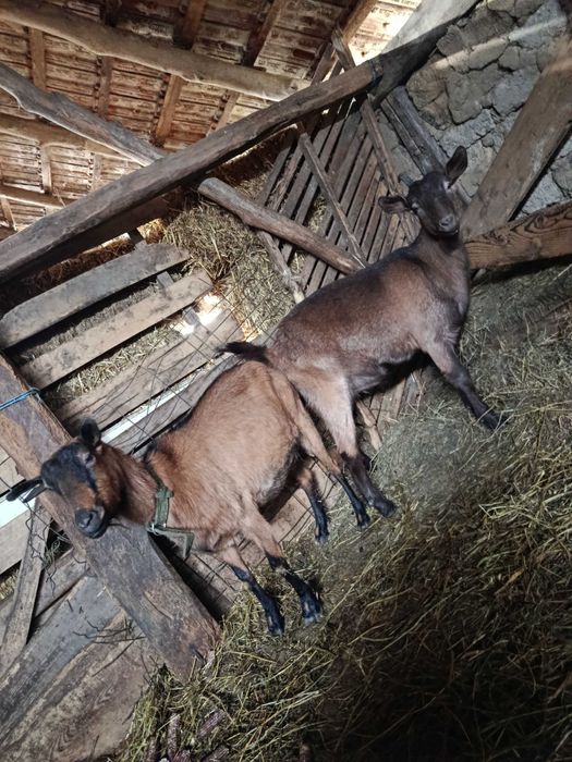 Alpina franceza gestante