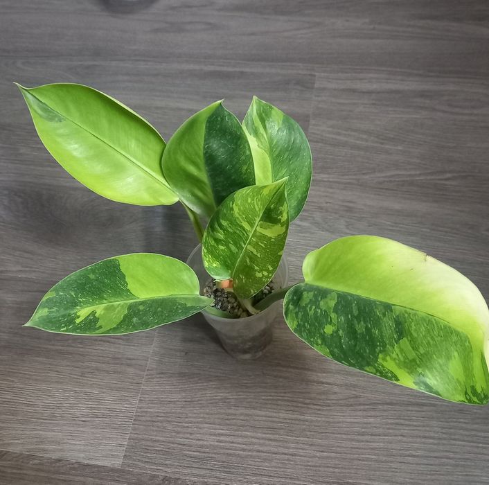 Филодендрон Грин Конго марбл, растение, комнатные цветы