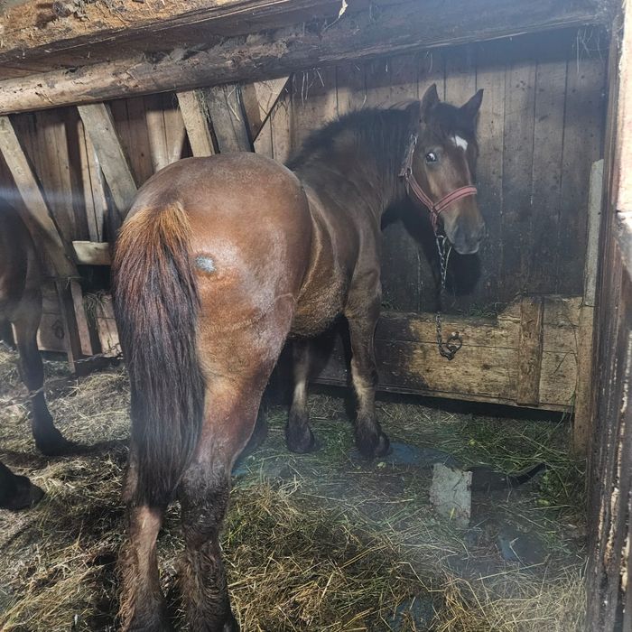 De vânzare manz de 1 an si 3 luni !