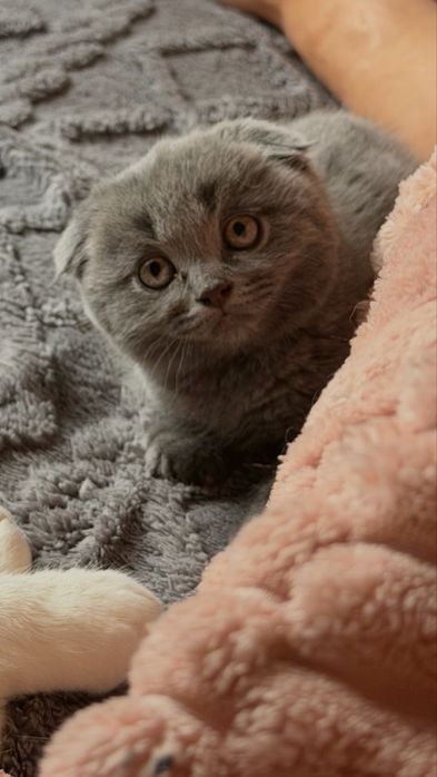 Продается котенок