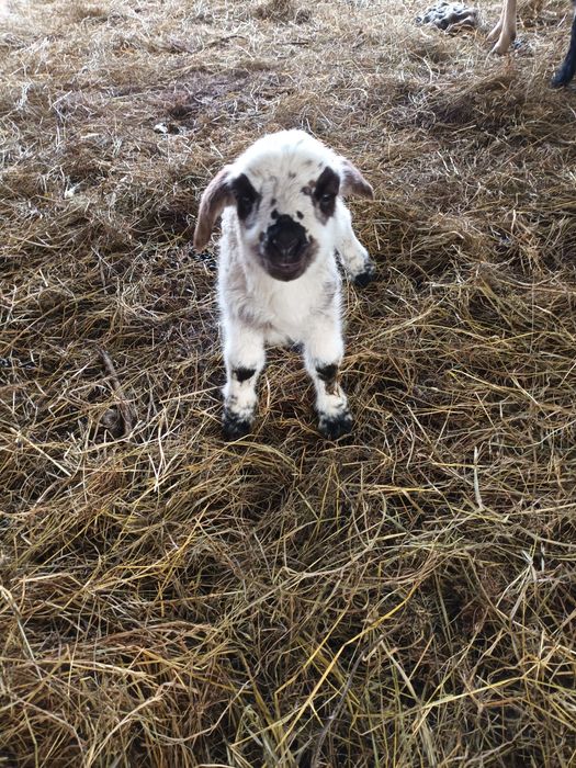 Miei din doi de vânzare