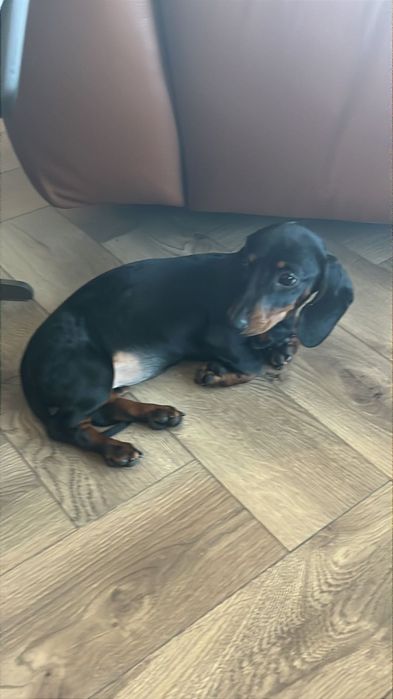 Мини Дакел. Mini Dachshund