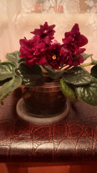 Продам цветы в горшочках