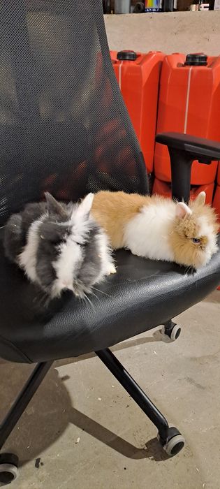 Vând iepuri pitici cap de leu