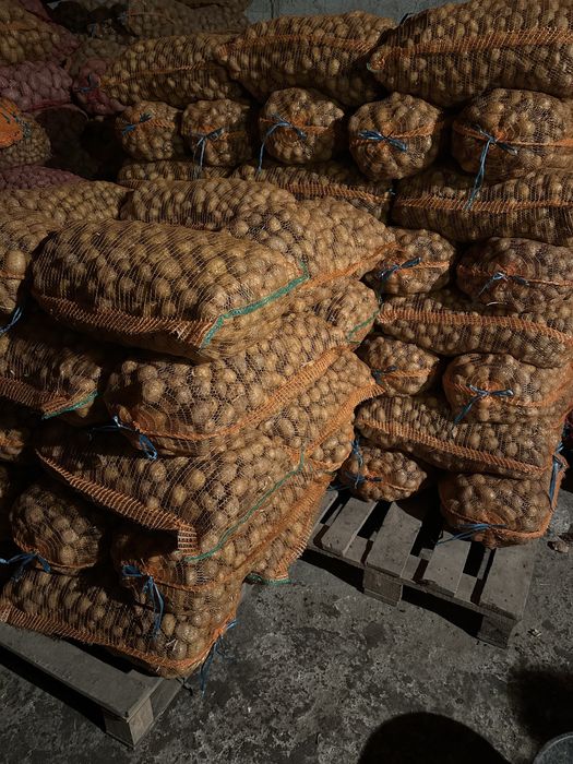 Cartofi de samanta Carrera si Bellarosa clasa B