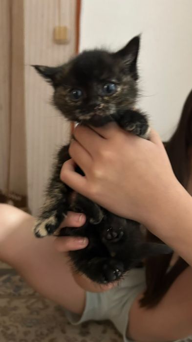 Отдам котят в добрые руки