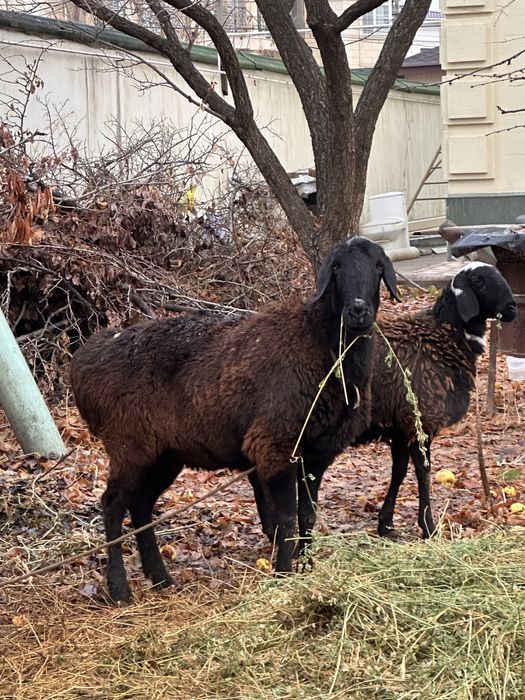 Қой сатылады Ірі қой