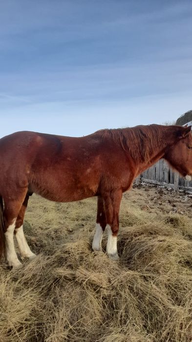 Табунный жеребец