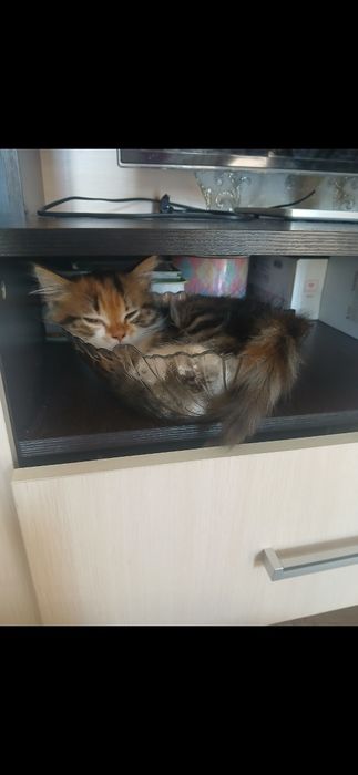 продам кошку британку