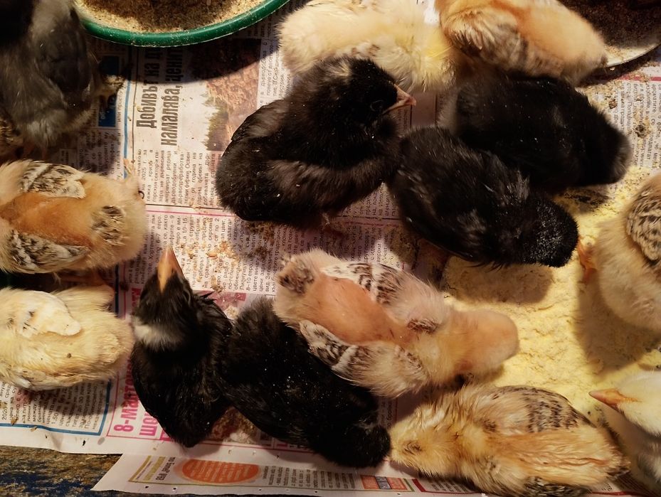 Пиленца на 3 седмици