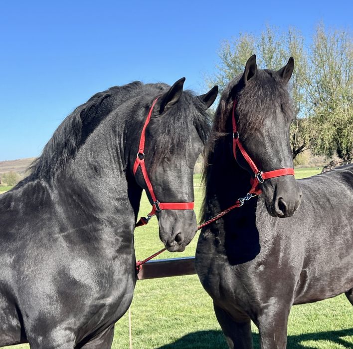 Friesian Friesieni Frizian Frizieni Armasari Armasar