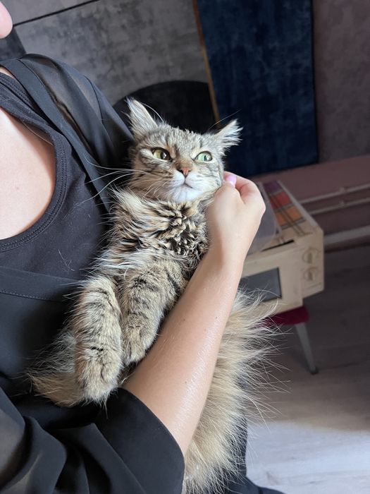 Кошечка миниатюрная ласковая, есть паспорт и прививки