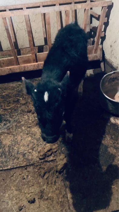 екинши тума жуас бузаулы сиыр сатылады бузауы еркек 3 айлык сути кою