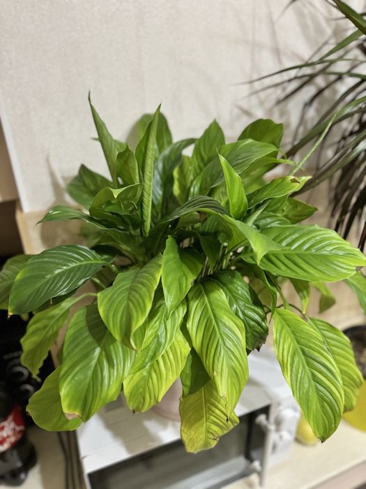 Цветы "Женское счастье"