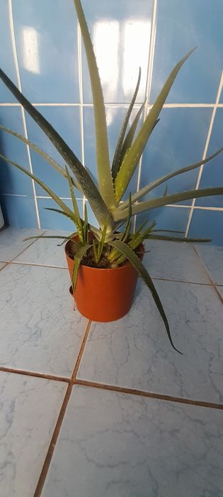 Продам Алое 2,5 летка