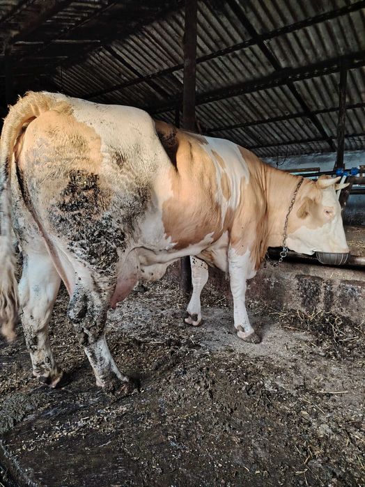 Vând vaca cu vițel la a doua a fatare