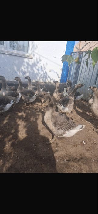 Продам гусей живых