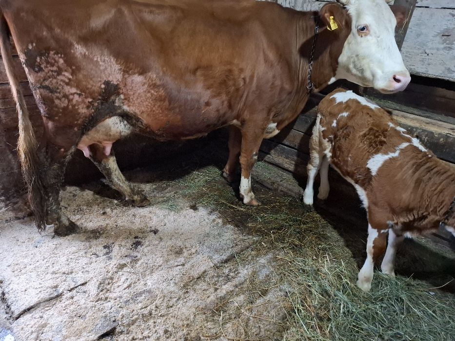 Vând vacă bălțată