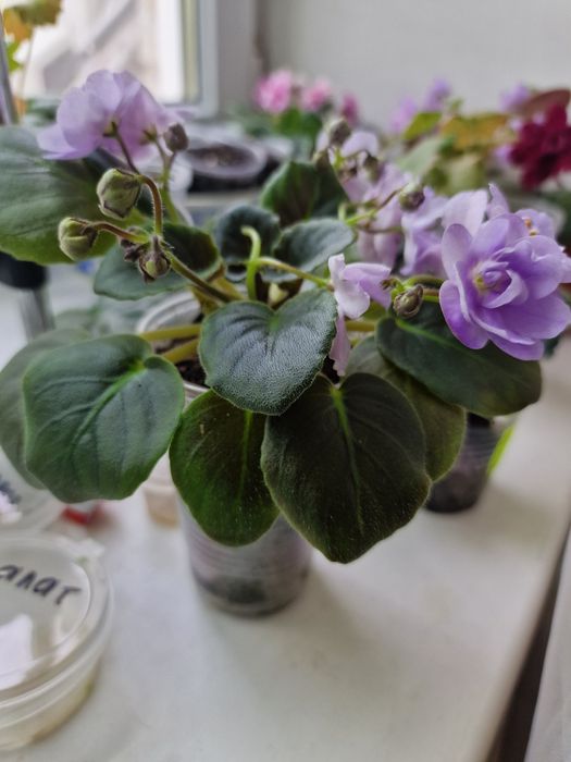 Фиалка сортовая.  Комнатные цветы