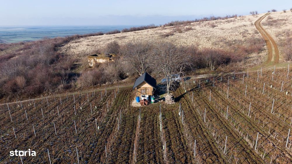 Vita-de-vie Premium  teren de 6800 mp în Covăsinț