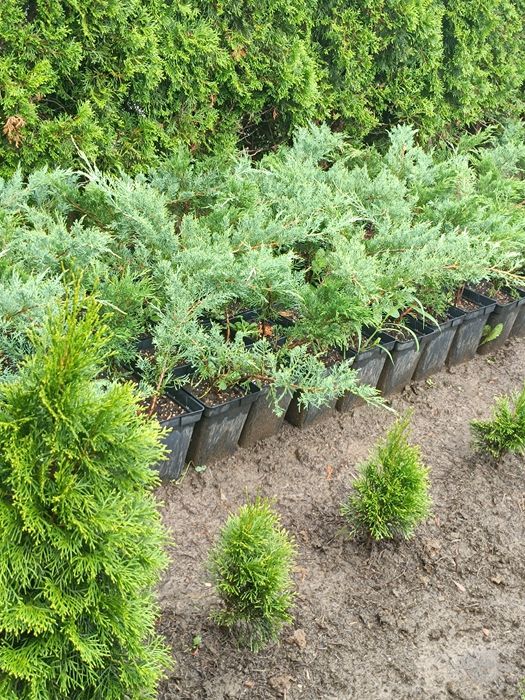 Vand Tuia Smaragd 20-120cm